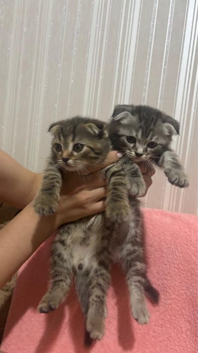 Продаются шотландские котята