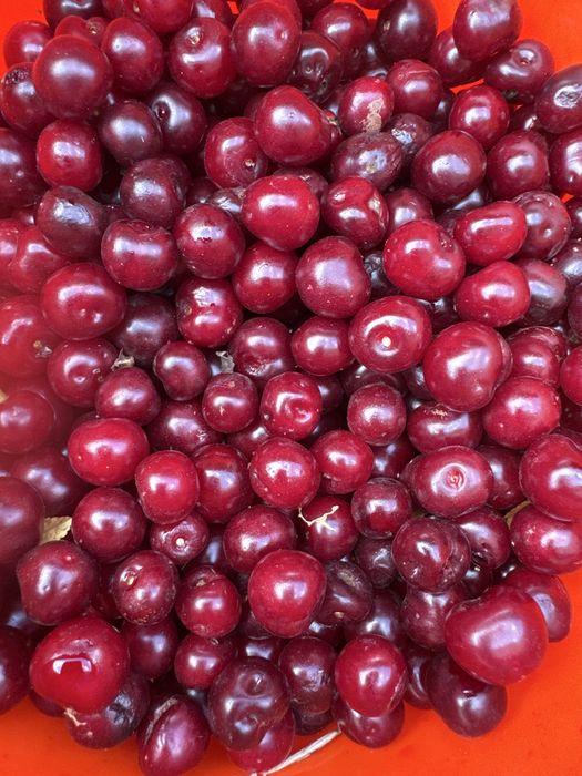 Продам вишню  дачную