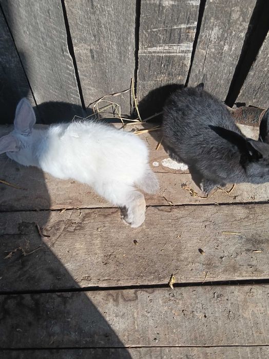 Iepuri de vânzare 80-180lei bucată negociabil puii și adulti