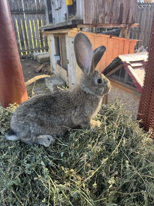 Pereche iepurasi urias german 3 luni