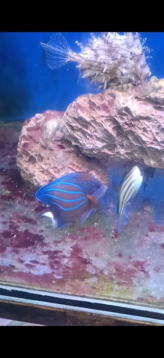 Морские рыбы разные