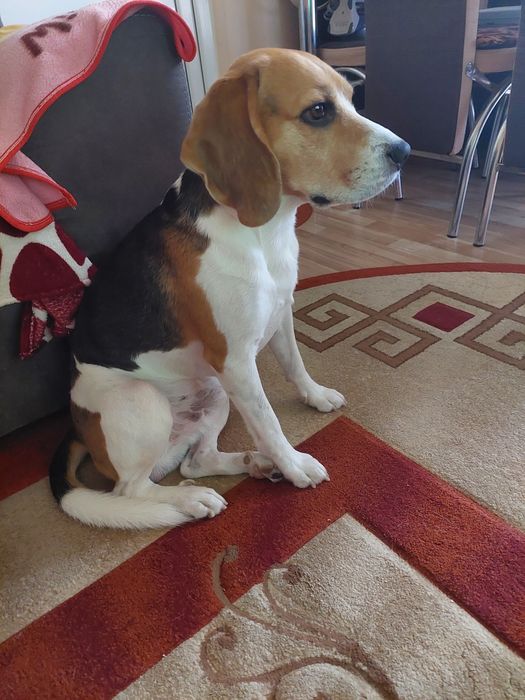 Dau spre adopție caine beagle