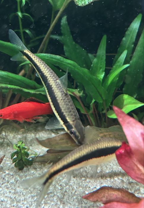 Продам аквариумных рыбок