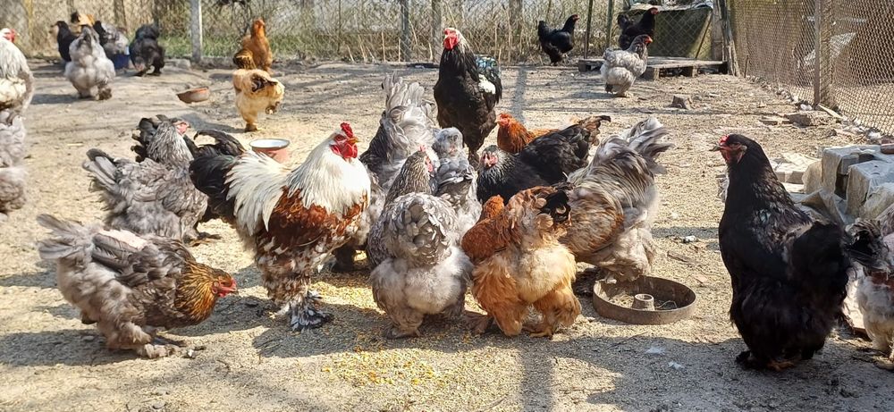 Oua brahma pentru incubat