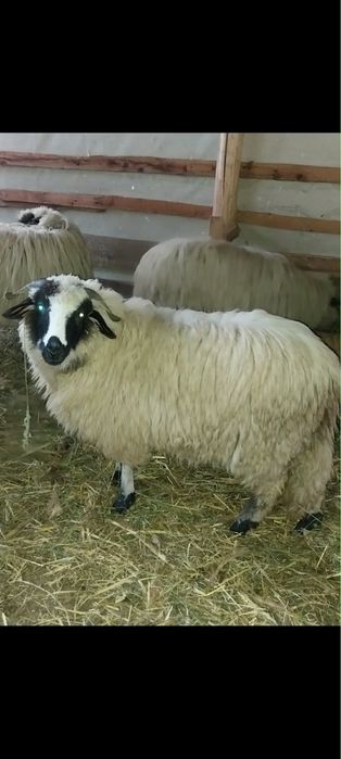 Vand o miala breaza oi