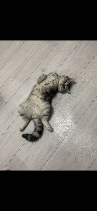 Кот отдаётся БЕСПЛАТНО