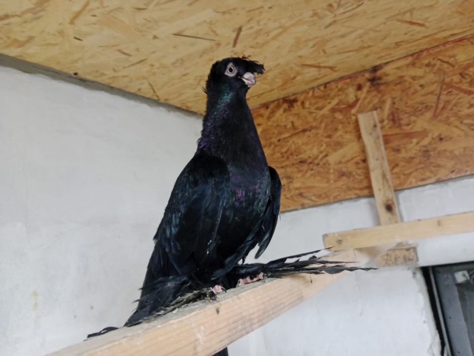 Продам   голубей