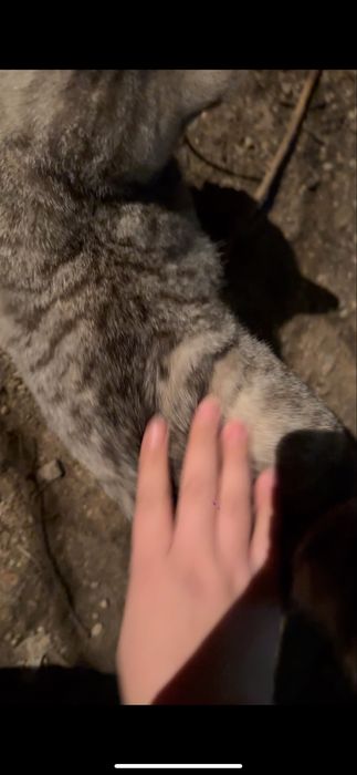 Котик шиншила вроде