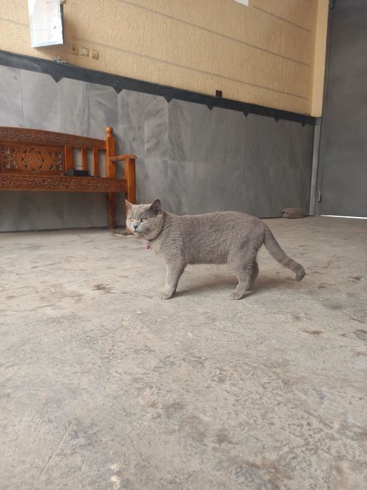 Sotiladi (erkak mushuk) 40$