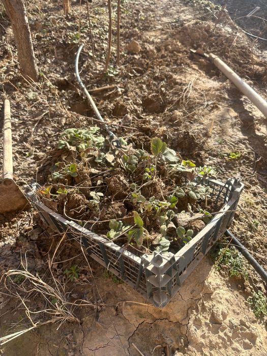 қылпынай көшет көшеттер