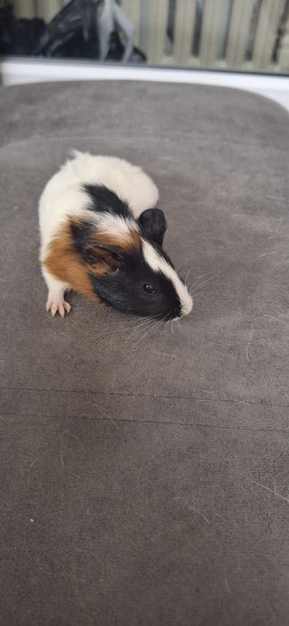 Продам морских свинок