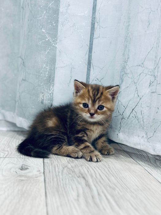 Бронь котенка шотландская девочка