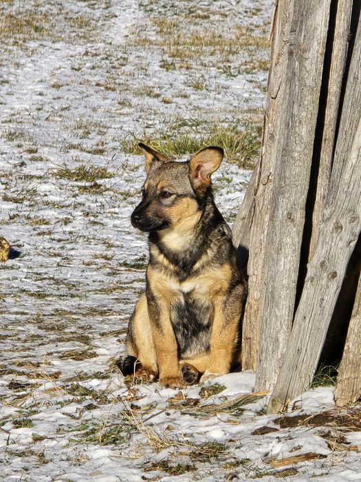 NOU Căței pentru adopție –nascuti la munte, caută familie