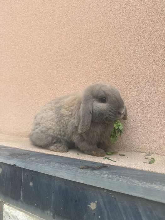 Karlik baran quyonlari