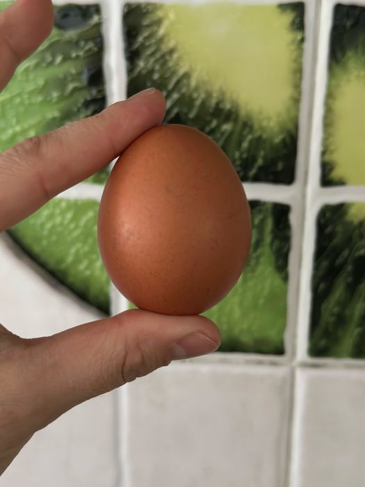 Домашние яйца куры