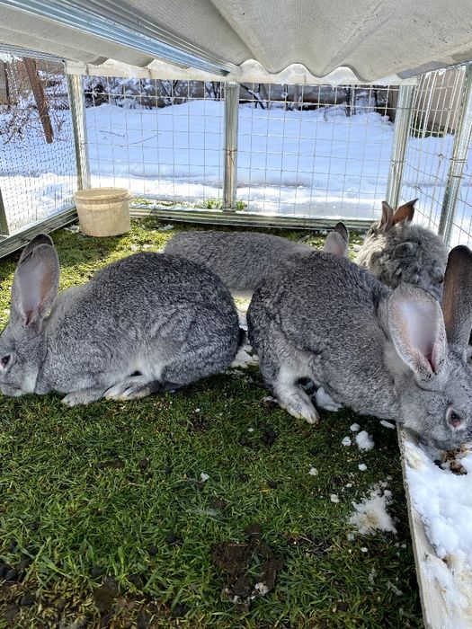 Домашние кролики, кролята