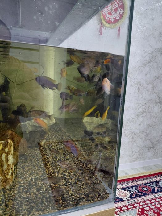 Продам малависких цихлид