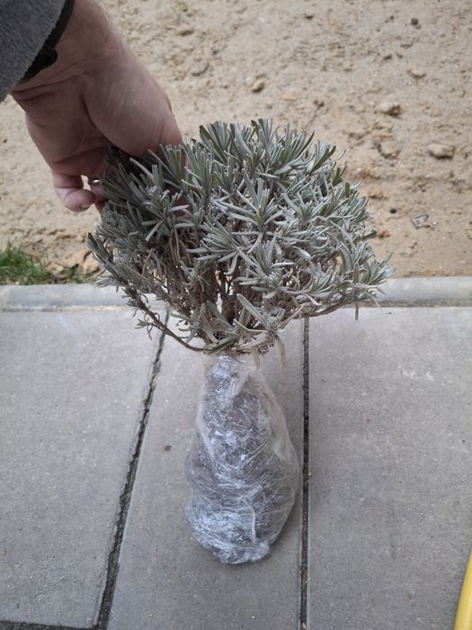 Vând butasi lavanda Tufe mature