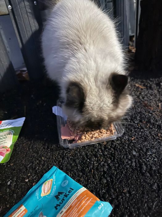 Нашли кошку/кота