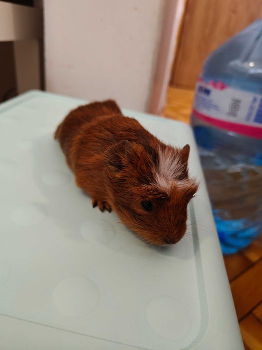 Продавам морски свинчета