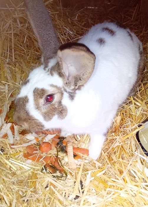 Iepuri fluture german și cap de leu