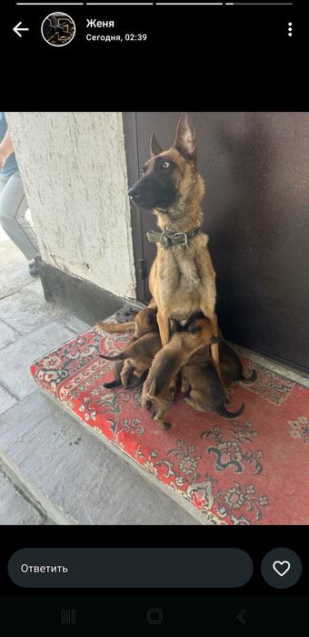 Продам щенят  срочно