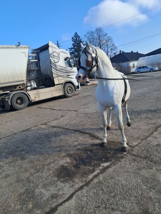 Cal Arab, vârsta de 11 ani