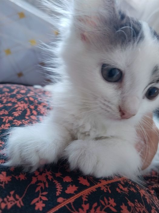 Отдам в добрые руки