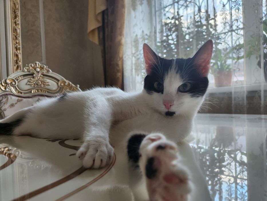 Отдам кошечку в добрые руки