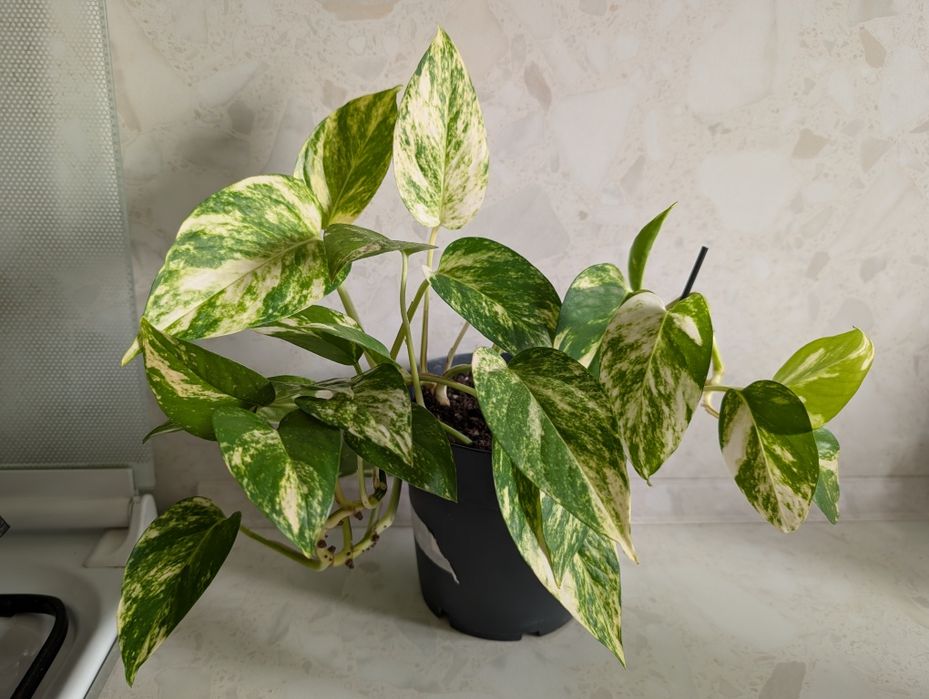 Эпипремнумы, Алое вера, Замиакулькас