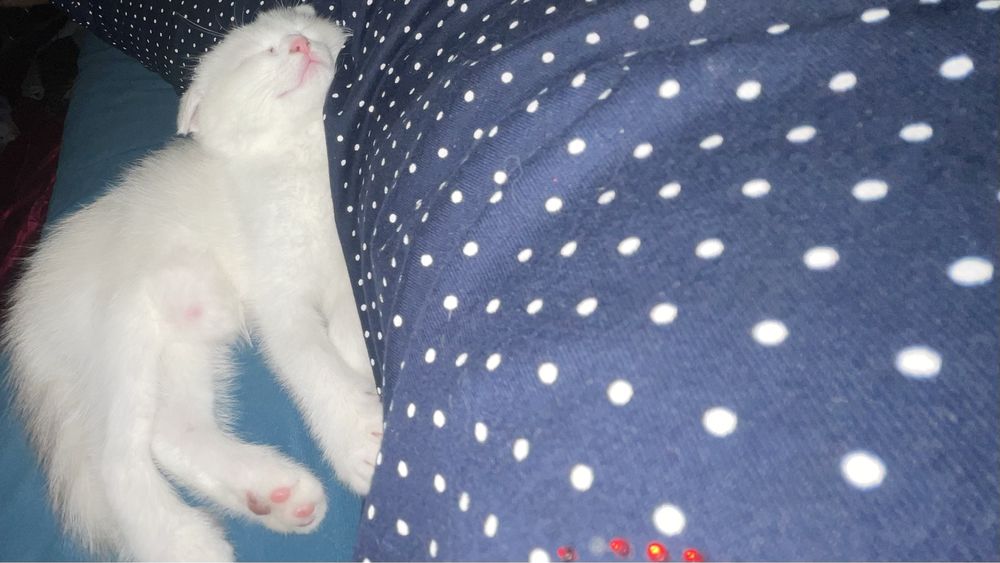 Шотландская вислоухая кошка 25000