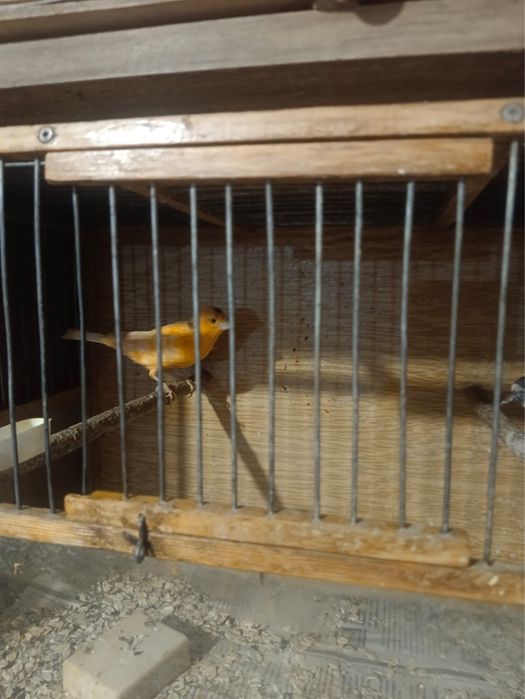 Продам пару молодых канареек