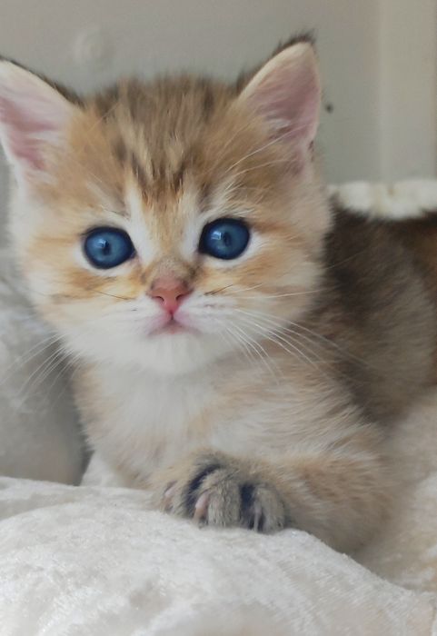 Котик БриТансКий зоЛоТой "