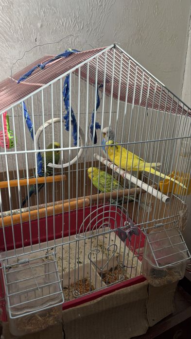 Попугай 4 продам