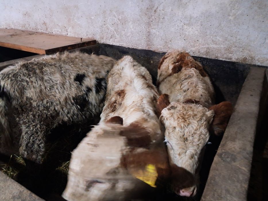 Vând 3 vitele baltate