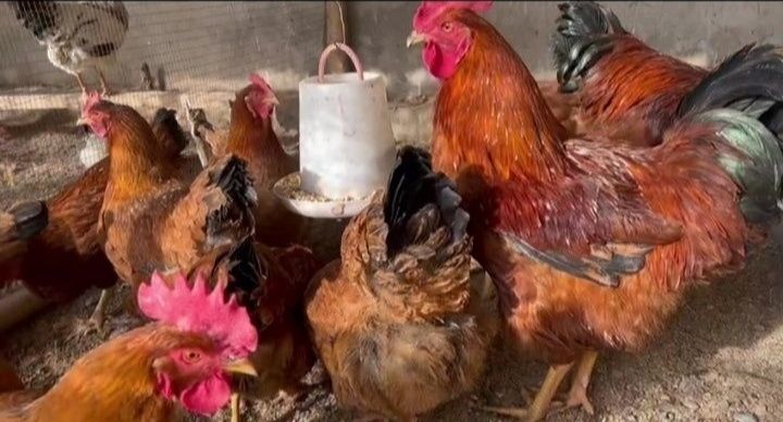 Ханхяп Корейская несушка