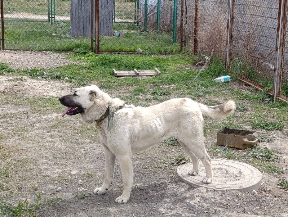 Таза қанды кангал