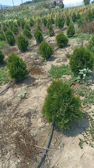 Садовник Агроном