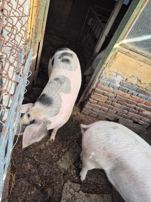 Домашни Прасета - 7 лв./кг.