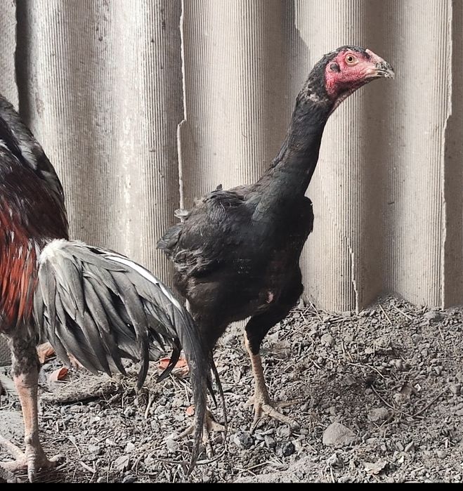 О Шамо куры бойцовый