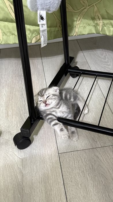 Продам шотландских котят