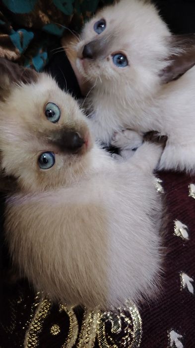 Skidka siyam mushuklari