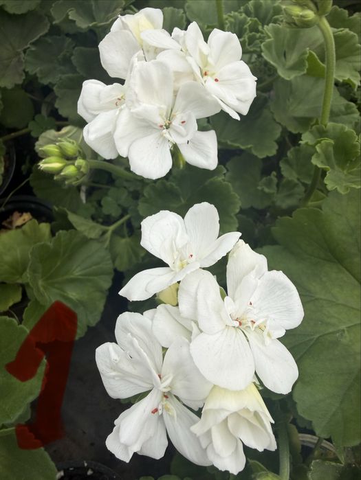 Пеларгониум мушкато Pelargonium – разцъфнало, здраво вкоренено растение ярки цветове (червено, розово, бяло) цветя за балкон, тераса, саксии и градина