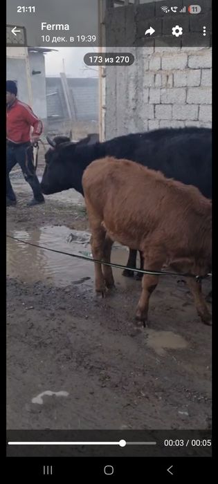 Ona bola sigir sotiladi