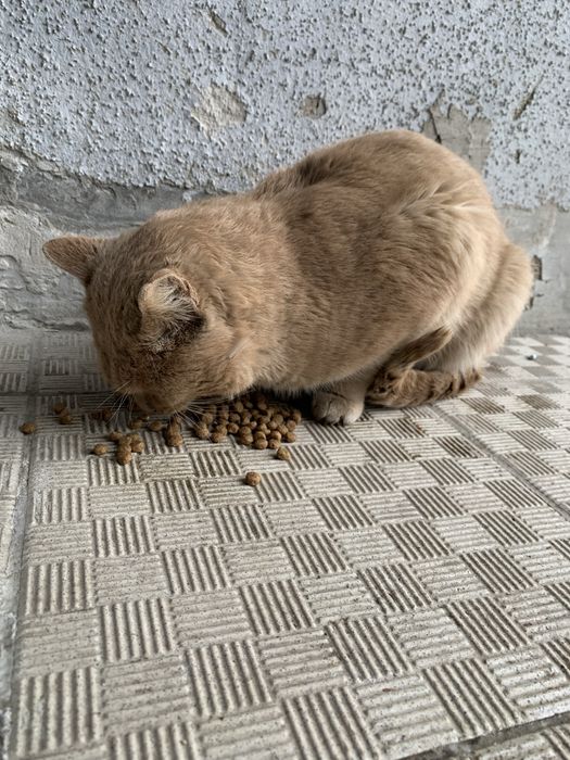 Кот редкого окраса