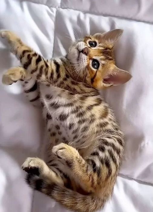 Бенгальские котята