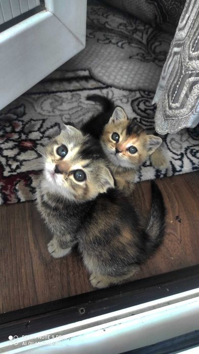 Серебристая шиншила. ,боллари билан