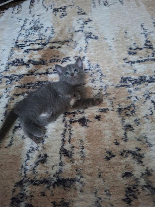 Отдам котят прекрасных