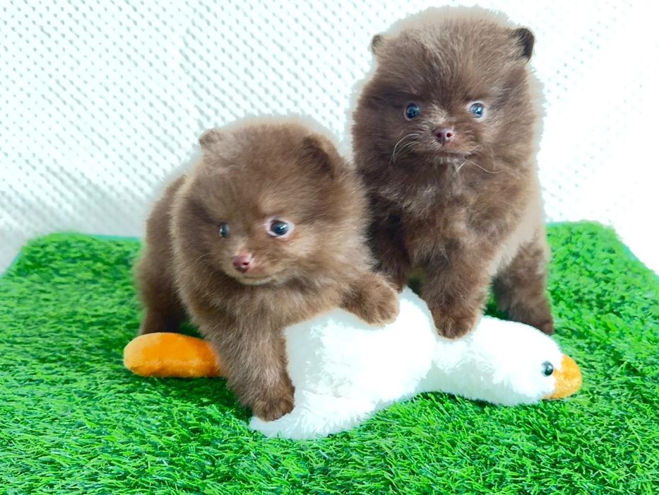 Померанские мини шпицы, окрас шоколадный