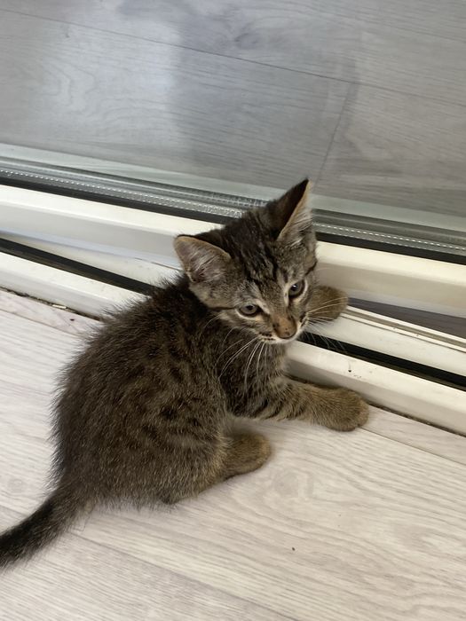 котенок мальчик